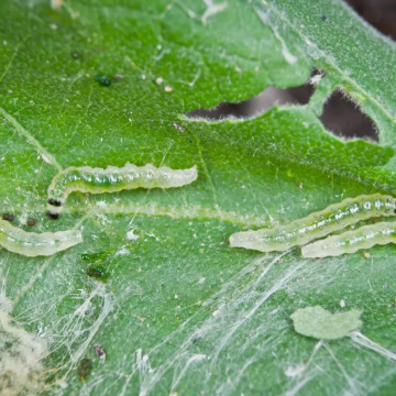 Caterpillars Image