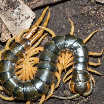 Centipedes