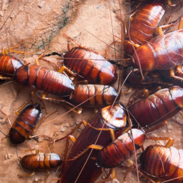 Cockroaches