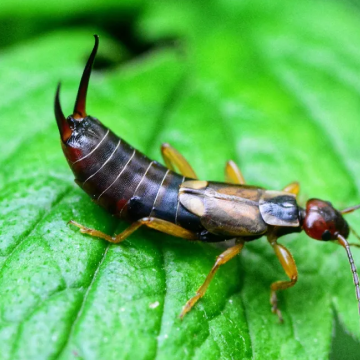 Earwigs