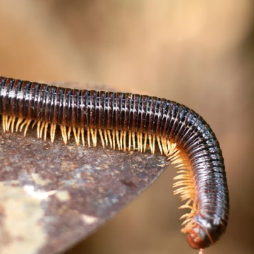 Millipedes